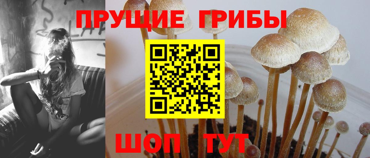 Псилоцибиновые грибы ЛСД  Псилоцибиновые грибы ЛСД  хочу наркоту  Котовск  Вход с VPN 
